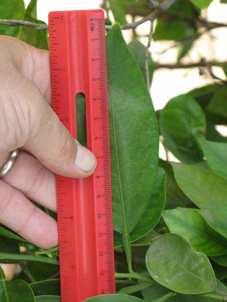              Unifoliolate leaf (Riverside, CA)       